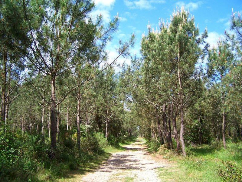 Illustration : Forêt de pins 2 km - Ondres - Circuit vert
