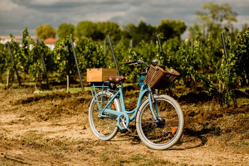 Randonnée : Les vignobles à vélo - Les Grands Crus Classés du Sauternais