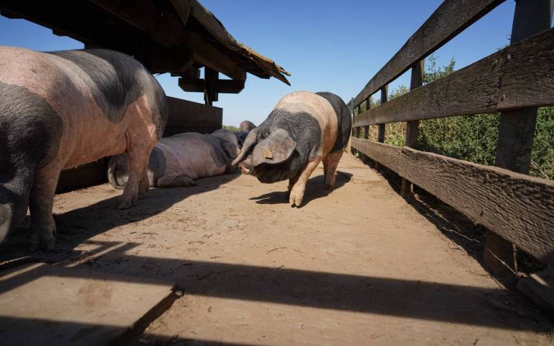 Randonnée : Suhalmendi : à la découverte du porc basque