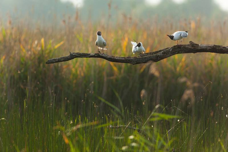 Randonnée : Randonnée en itinérance - Etangs du coeur de Brenne