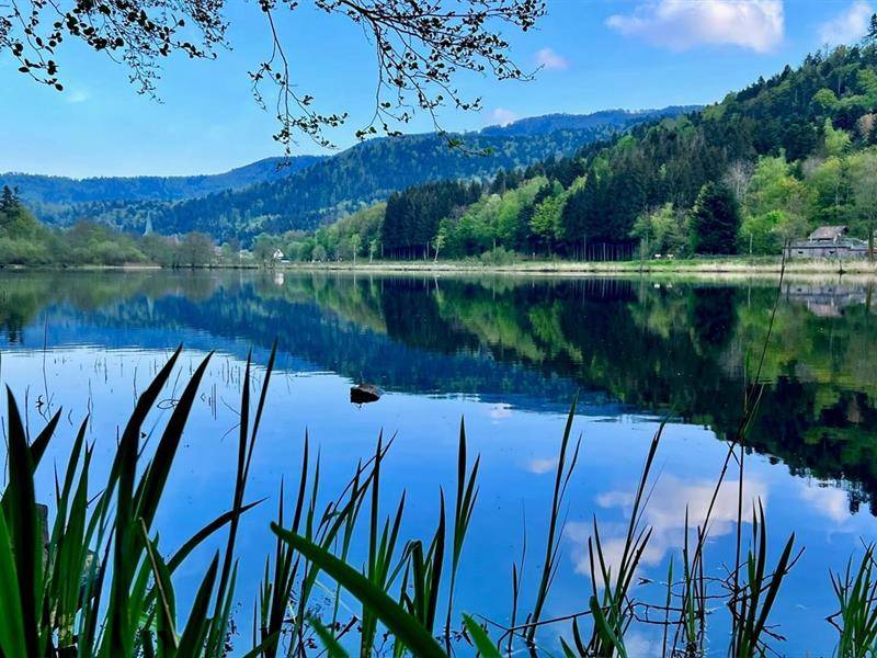 Randonnée : Circuit : Lac de Sewen et lac d'Alfeld