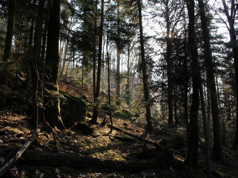 Randonnée : Circuit VTT à la Porte des Vosges - n°1
