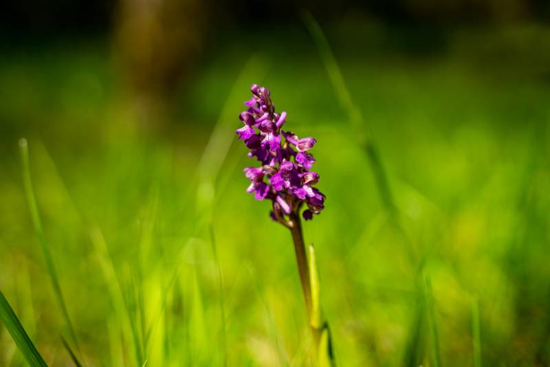 Randonnée : Entre Fontaines et orchidées