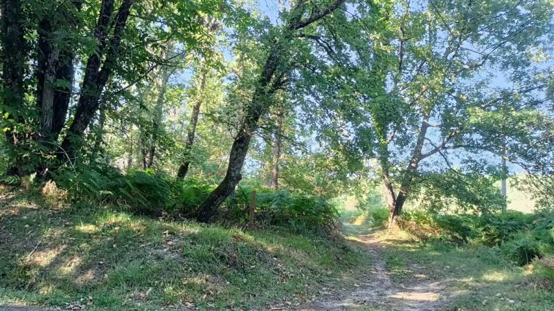 Randonnée : Chemin de la Forêt