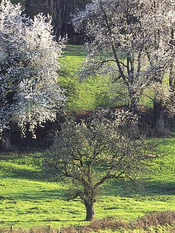 Randonnée : Le bois de Grandmont