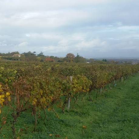 Randonnée : Un village troglodyte, haut lieu de la viticulture