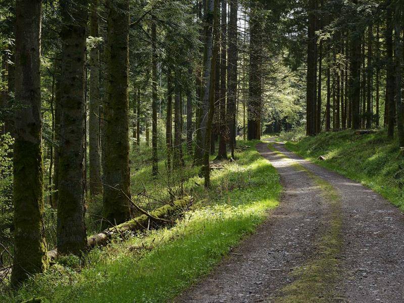 Randonnée : Circuit vélo H08 : A/R De Saales au col du Hantz en passant par la Lorraine