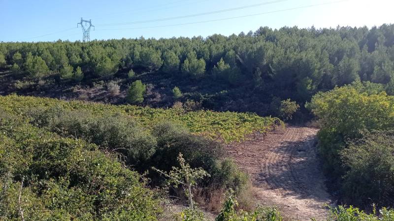 Randonnée : Sentier des vignerons - Boucle de la Venise Provençale