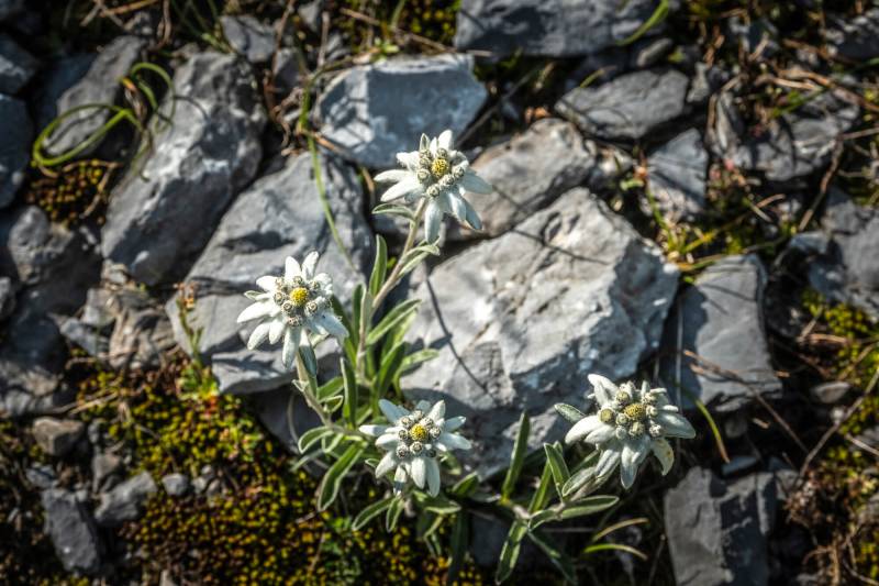 Randonnée : Le jardin aux Edelweiss