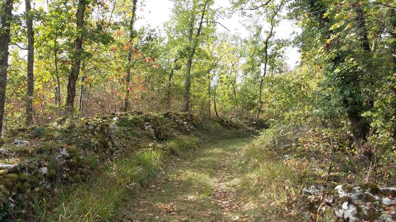 Randonnée : Thézac, escapade dans la forêt du Verdus