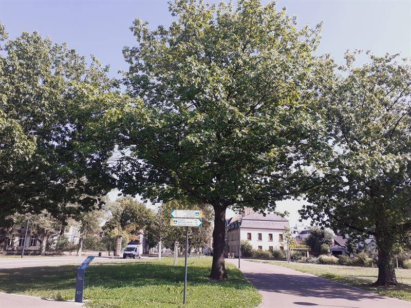 Randonnée : Parcours de l'Arbre