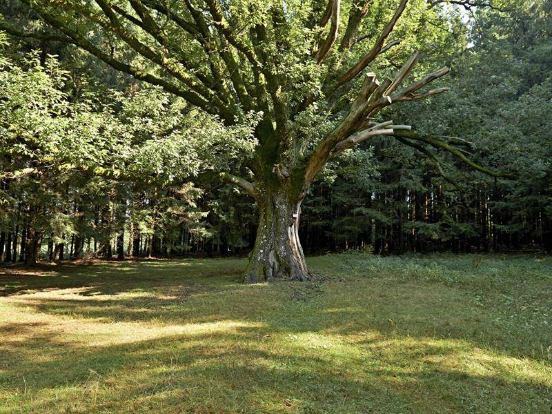 Randonnée : Circuit VTT C06 : Des Quelles à Fréconrupt