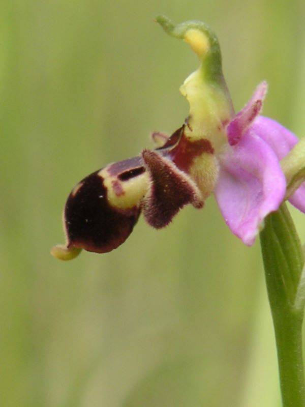 Randonnée : Boucle des orchidées