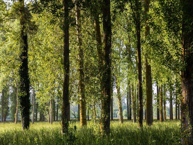 Randonnée : Sentier nature des marais de l'Orne et de la Noë