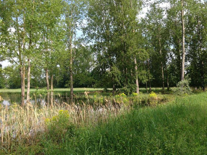 Randonnée : Sentier d'interprétation : L'homme et le Rhin, des vies en commun