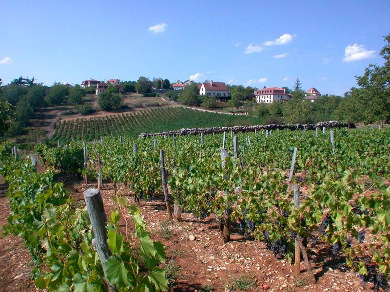 Randonnée : Dans les Vignes de Glanes