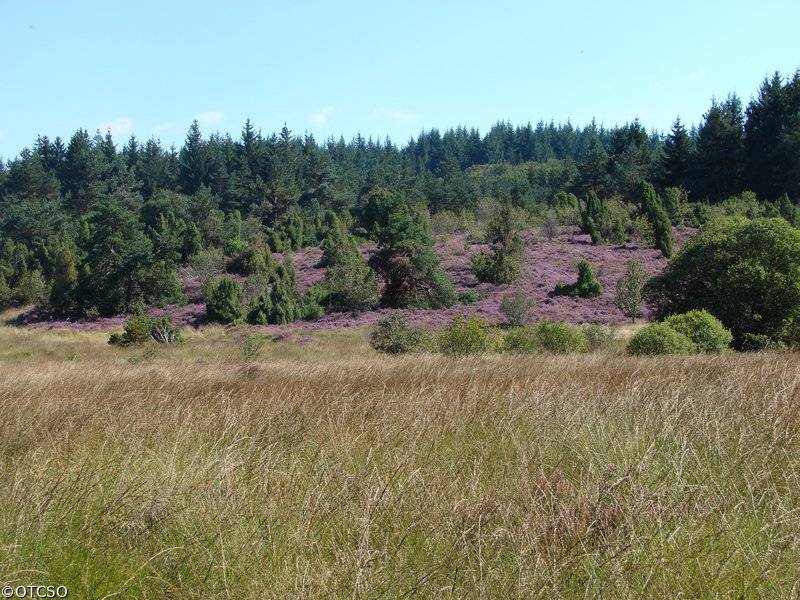 Randonnée : Circuit pédestre N°22 CC : "Sentier de découverte des landes et tourbières de la Mazure : Petite boucle"