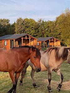 Illustration : La Brenne à cheval : circuits en marguerite au départ du centre équestre et gîte de l'Epineau