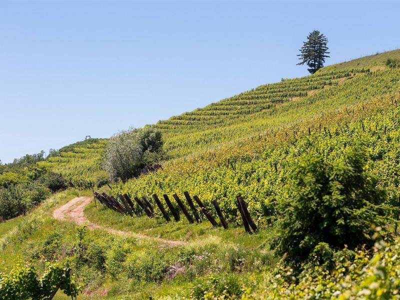 Randonnée : Sentier viticole Cote 425