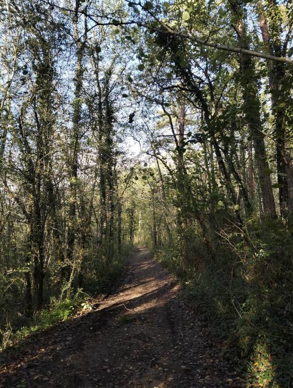 Randonnée : Parcours trail Le Bugue n°2
