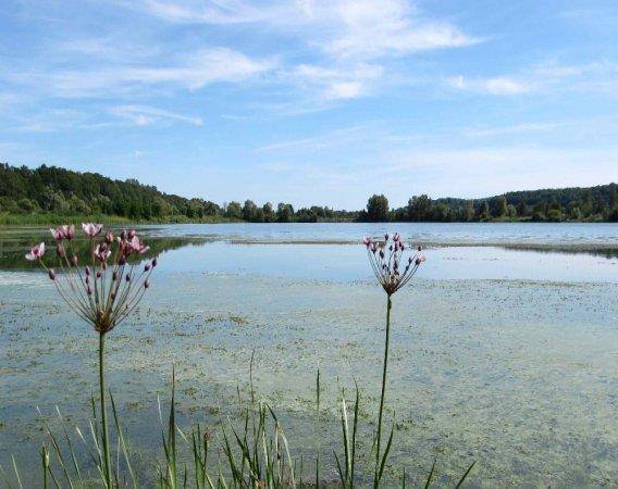 Randonnée : Balade autour de l'étang d'Haussonville