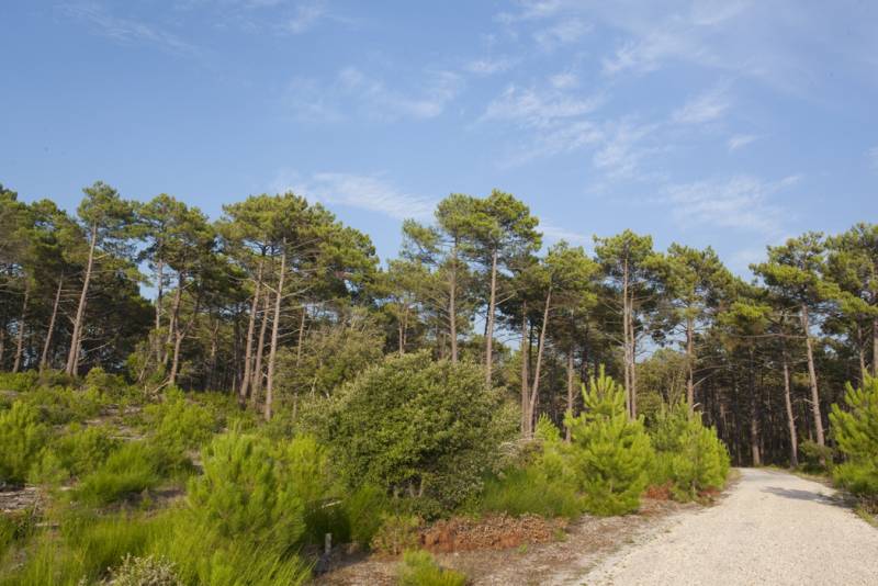 Randonnée : Running de 10/15 km à Lacanau