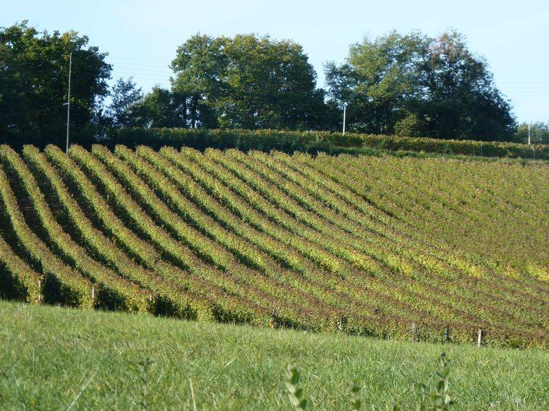 Randonnée : Châteaux et vignobles du Madiran (cyclotourisme)