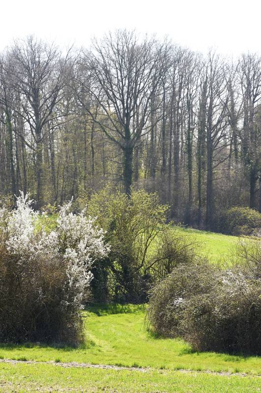 Randonnée : Randonnée Auzouer-en-Touraine - Circuit de la Quintaine