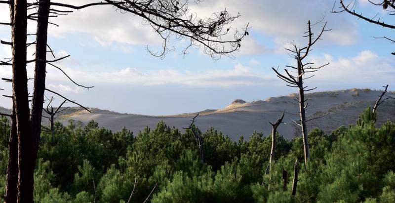 Randonnée : Parcours équestre de Lacanau