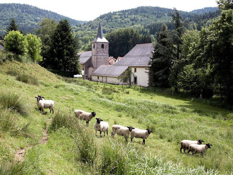 Randonnée : Balade du beau sapin
