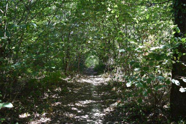 Randonnée : Le circuit des bois
