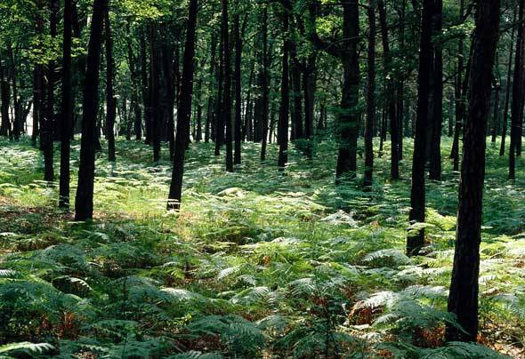 Randonnée : GRP® Vouillé la Bataille