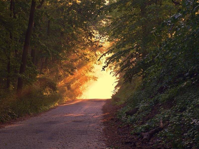 Randonnée : Circuit Faux en forêt