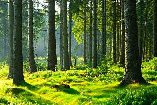 Lieu : Foret de Huelgoat