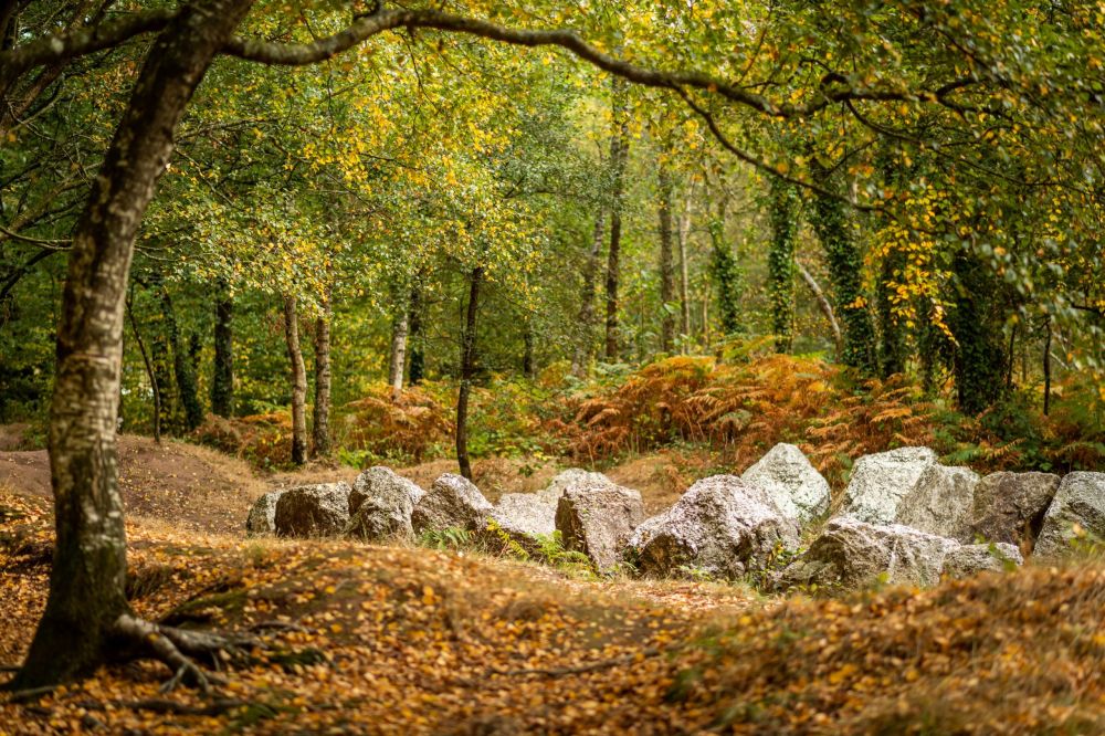 Forêt de brocéliande
