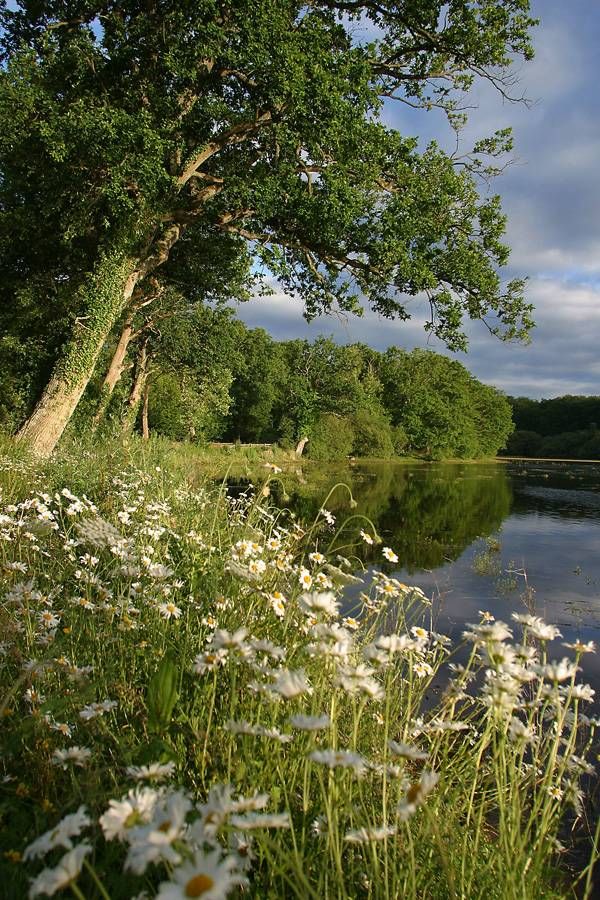 L'Etang de la Benette