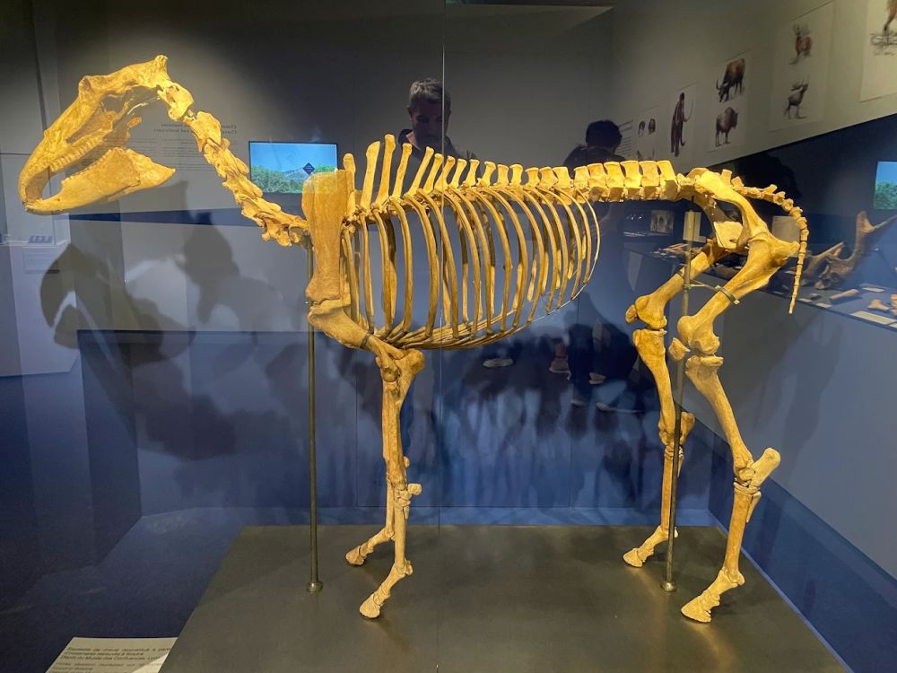 Lieu : Musée de préhistoire de Solutré