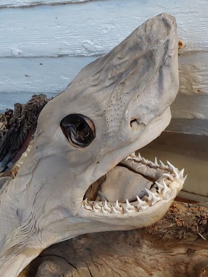 Lieu : Bjarnarhöfn Shark Museum