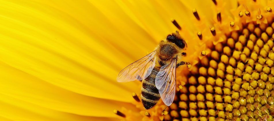 Lieu : La Maison des Abeilles - Musée Vivant