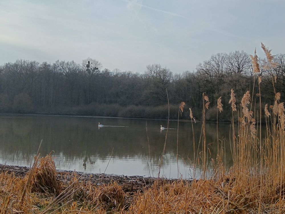 Étang du Grand Verdat