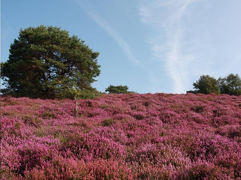Les Landes du Tertre Bizet et de la Tablère
