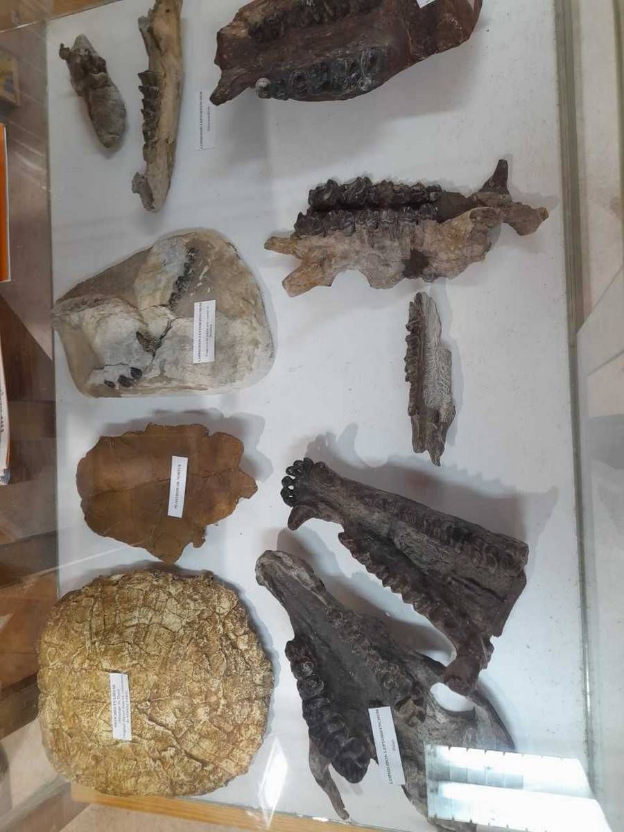 Lieu : MUSÉE DES FOSSILES ET DES MINÉRAUX