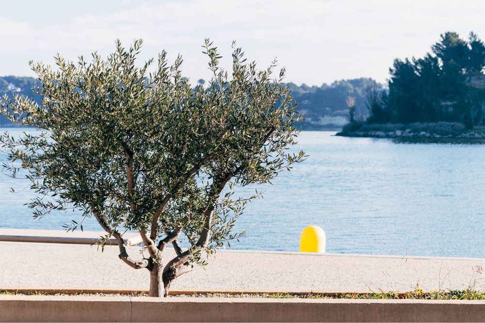 Lieu : Etang de l'Olivier