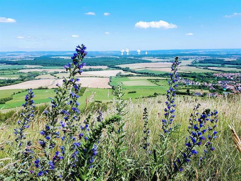 Lieu : Point de vue du Hetschenberg
