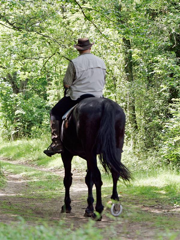 Randonnée : La forêt domaniale de Dreux