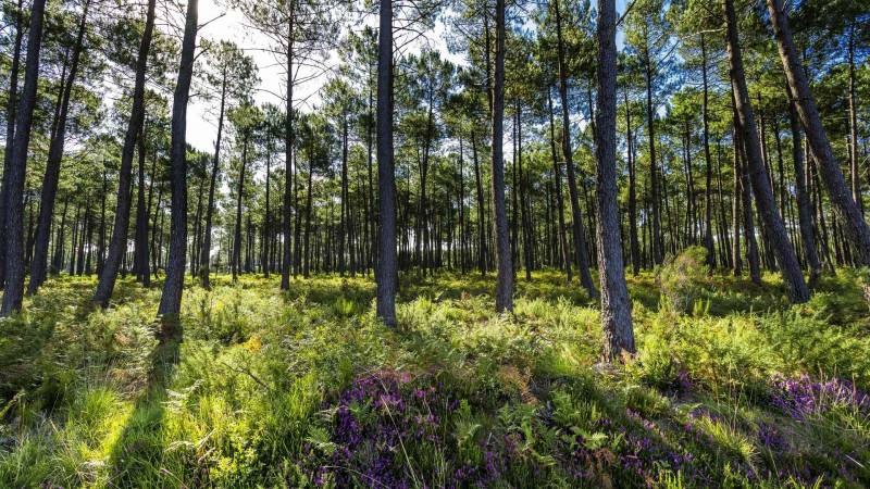Randonnée : Voie Verte des Landes de Roquefort