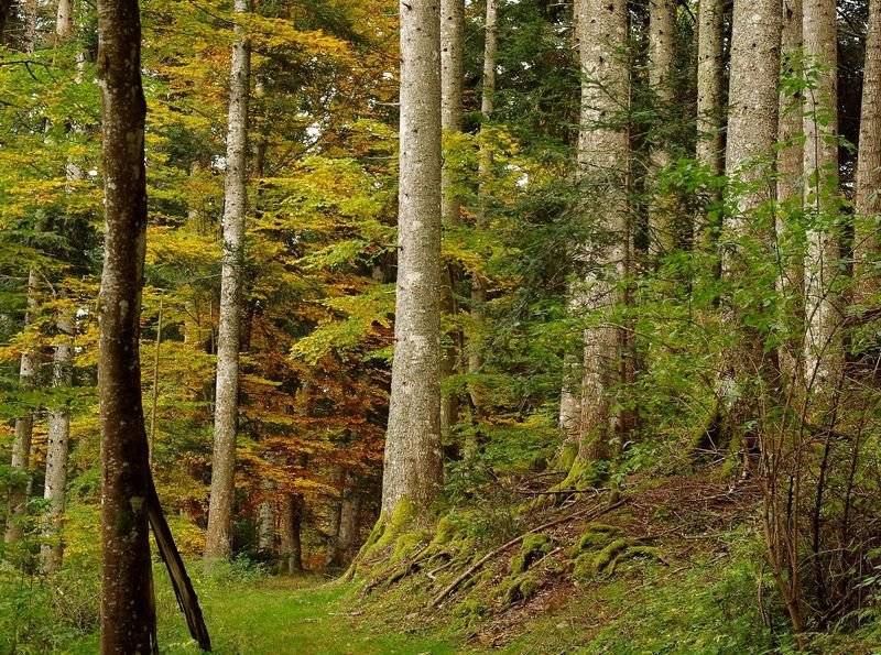 Randonnée : LES PRADILHOUS DE LA LOUBIÈRE