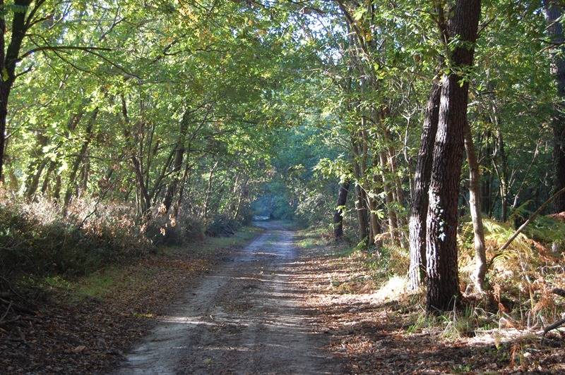 Randonnée : A Saint-Julien-en-Born, circuit du Courant de Contis et de la Plaine de Sable Blanc