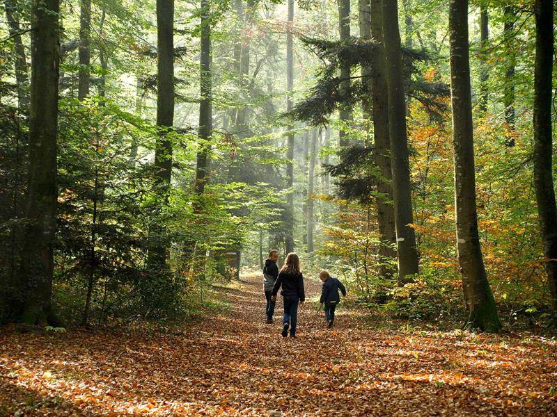 Randonnée : Randonnée pédestre: Kiffis le Hornihof