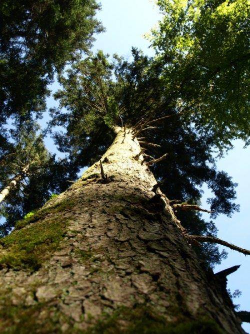 Randonnée : Le Sentier des Grands Arbres d'Oltingue
